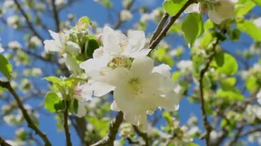 İlkbaharda, Kara Orman 'daki bir çayırdaki meyve ağacından elma çiçeklerinin yakın görüntüsü.