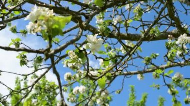 İlkbaharda elma çiçekleriyle bir elma ağacının içinden çekilmiş. Kara Orman 'daki bir çayırdaki meyve ağacından.