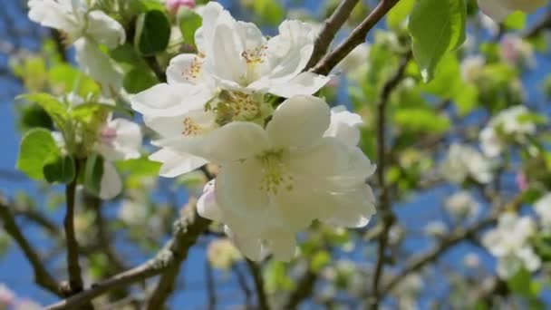 Closeup View Apple Blossoms Spring Fruit Tree Meadow Black Forest — Stock Video