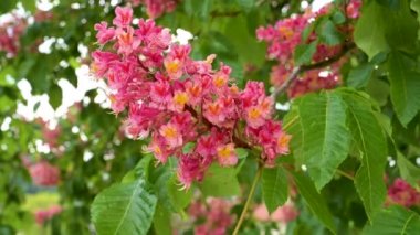 Etin yakın plan görüntüsü kırmızı çiçekler mor, kırmızı çiçekli kestane ağacı baharda