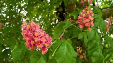 Etin yakın plan görüntüsü kırmızı çiçekler mor, kırmızı çiçekli kestane ağacı baharda