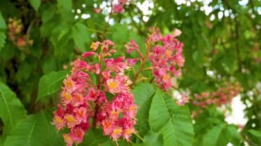 Etin yakın plan görüntüsü kırmızı çiçekler mor, kırmızı çiçekli kestane ağacı baharda