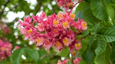 Etin yakın plan görüntüsü kırmızı çiçekler mor, kırmızı çiçekli kestane ağacı baharda