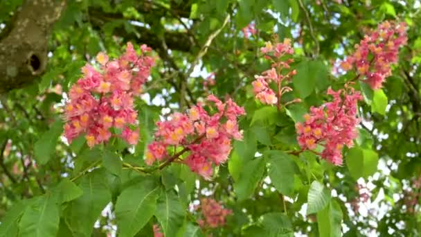 Zweige Und Zweige Mit Fleischroten Blüten Eines Lila Rot Blühenden — Stockvideo