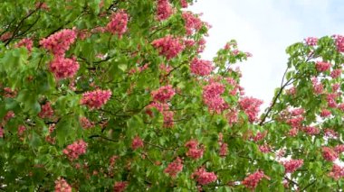 Etle dallar ve dallar. Mor, kırmızı çiçekli kestane ağaçları. Mavi bir gökyüzünün önünde ilkbaharda.