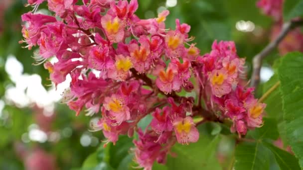 Close Zicht Vlees Rood Gekleurde Bloesems Van Een Paarse Rode — Stockvideo