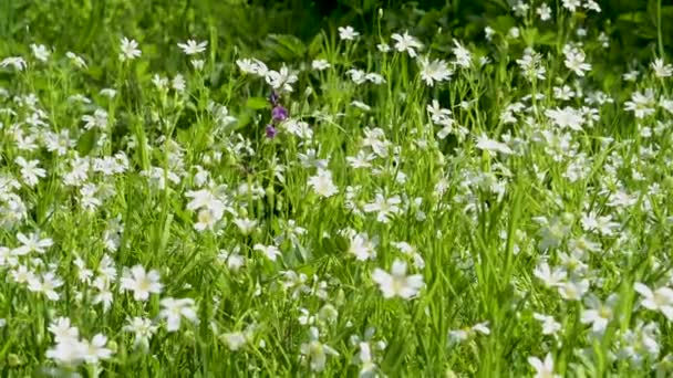 春天草甸上一朵野花的特写 — 图库视频影像