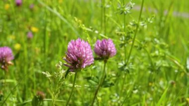 Mor yonca çiçekleri baharda güzel bir çayırda serpilmiş.