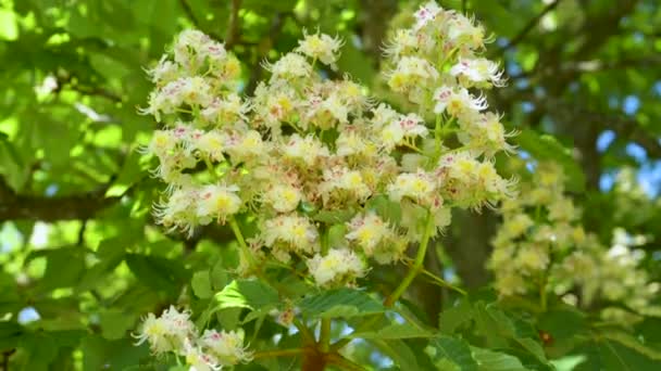 Widok Bliska Piękne Kolorowe Kwiaty Kasztanowym Drzewie Wiosną — Wideo stockowe