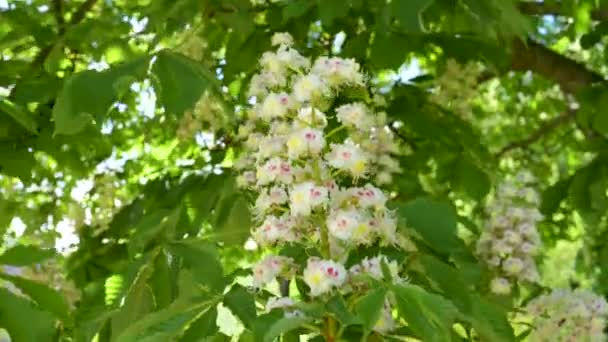 春天栗树上美丽的五彩缤纷的花朵的特写 — 图库视频影像