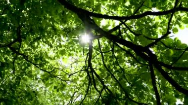 Güneş ışınlarıyla parlıyor ormandaki ağaçların yapraklarının arasından.