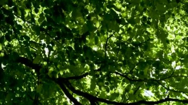 Güneş ışınlarıyla parlıyor ormandaki ağaçların yapraklarının arasından.