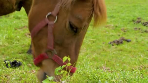 Vue rapprochée d'un beau poney brun debout dans le pâturage et broutant 