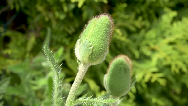 Close Van Een Nog Gesloten Mais Papaver Bloesem Het Voorjaar — Stockvideo