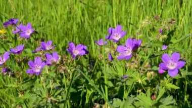 Bahar otlağındaki bir çayırdaki bir Bal Arısı 'nın (geranium pratense) yakın plan görüntüsü