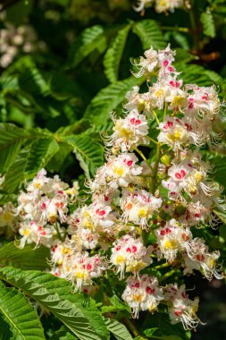 Baharda at kestanesi ağacındaki güzel renkli çiçeklerin yakın görüntüsü.