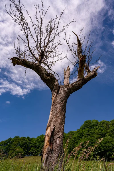 Вид Старого Костлявого Мертвого Дерева Лужайке Шварцвальде Прекрасную Солнечную Погоду — стоковое фото