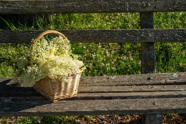 庭の古い公園のベンチには 新鮮な収穫された高齢者の花のバスケットが立っています — ストック写真