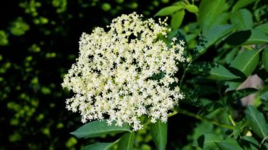 Çiçek açan elder çiçeklerinin yakın plan çekimi. Ilık bir bahar gününde, bahçedeki yaşlı bir çalıda umbel.