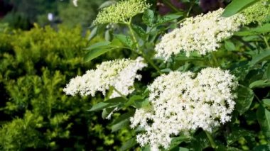 Parlak mavi gökyüzü ve arka planında Kara Orman dağları olan güneşli bir bahar gününde, bahçedeki güzel bir elderflower çalısının dibinden tepesine kadar çekim yapmak.