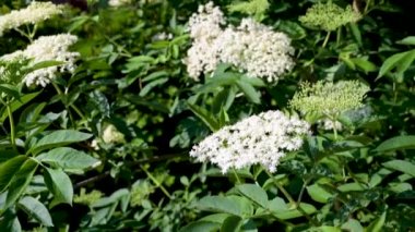 Parlak mavi gökyüzü ile güneşli bir bahar gününde, bahçedeki güzel, yaşlı bir çalılığın dibinden tepesine kadar çekim yapmak.