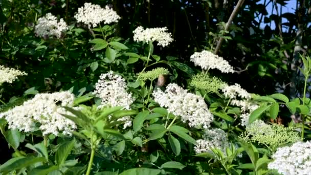 Seguimiento Disparo Abajo Hacia Arriba Hermoso Arbusto Flor Saúco Jardín — Vídeos de Stock
