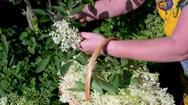 Une Femme Utilise Des Cisailles Jardin Pour Récolter Des Fleurs — Video