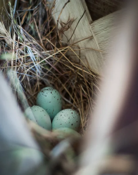 Huevos de ave en nido — Foto de Stock