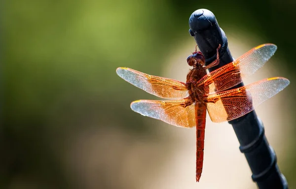 Une libellule au repos — Photo