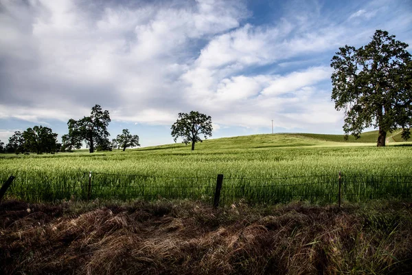 Eiken in veld — Stockfoto