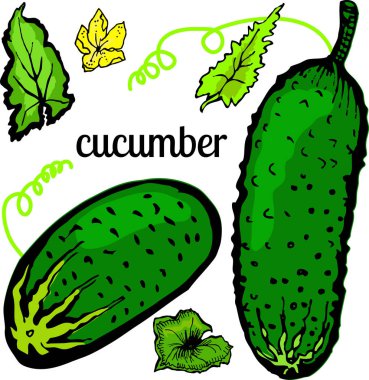 Salatalık ve beyaz bir arka plan üzerinde sebze yaprakları