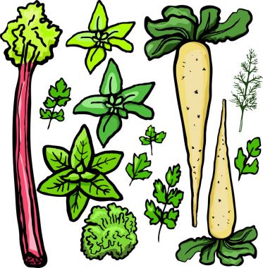 Parsnips ve beyaz zemin üzerine yeşillik