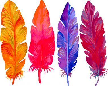 parlak güzel çok renkli tüyleri beyaz zemin üzerine