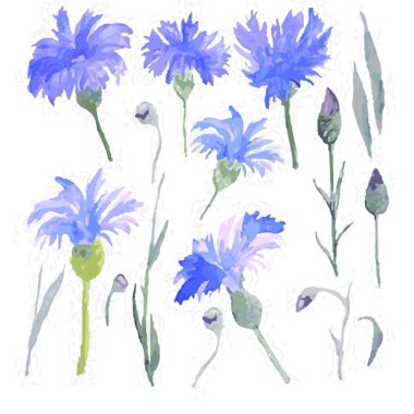 Mavi hindiba ve beyaz zemin üzerine dal