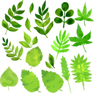 Beyaz zemin üzerine yeşil suluboya akçaağaç yaprakları