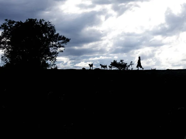 Afrika çoban eve geri