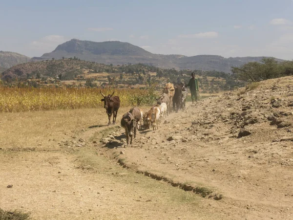 Etiyopya tipik çoban