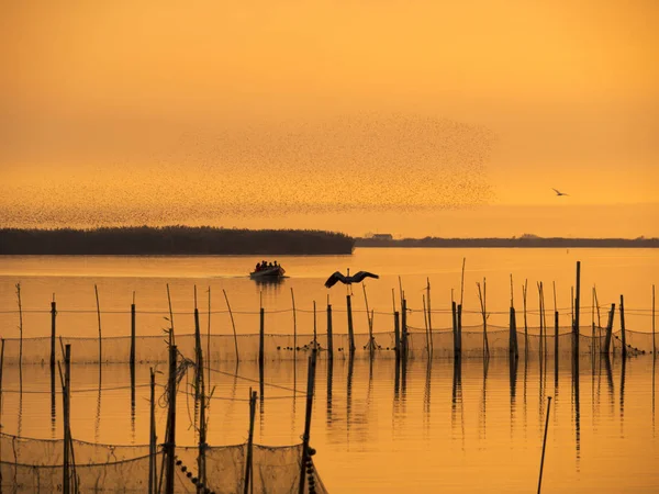 Valencia bir portakal iyi geceler