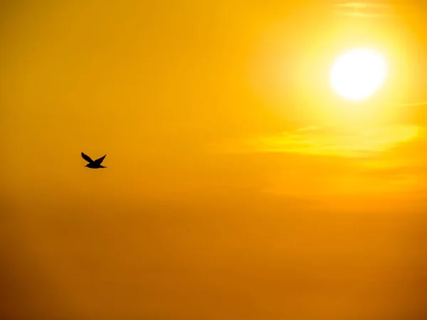 Valencia için iyi geceler demek sığırcık