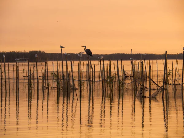 Sığırcık bir lejyon üzerinde bir balıkçıl