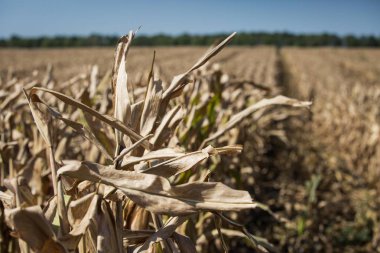 Mısır tarlasında Cherkasy region, Ukrayna