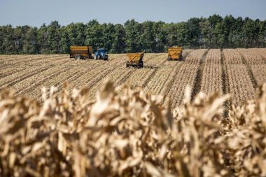 Çiftlik makineleri Hasat mısır mısır alanında