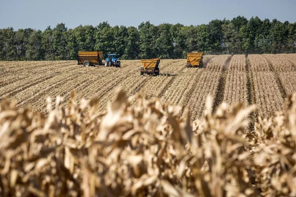 Farm machinery harvest maize in a corn field