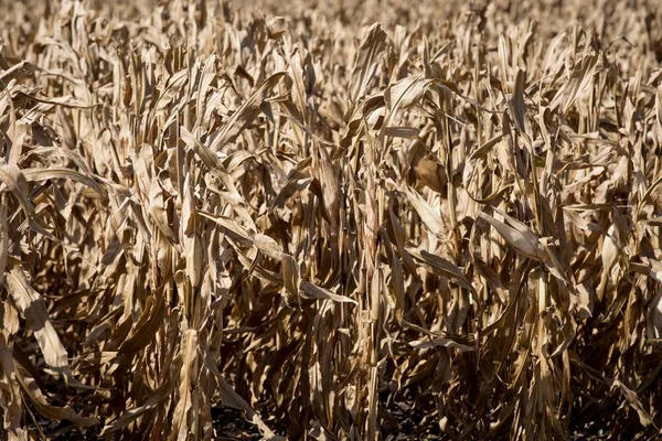 Кукурудзяні поля в Черкаська область, Україна — стокове фото