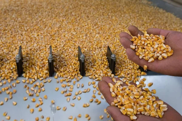 Кукурудзяні зерна в руці працівника насіннєвого заводу — стокове фото