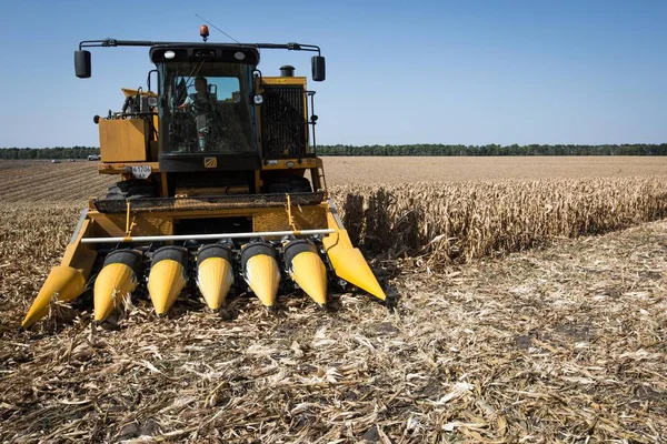 Farm combine harvest maize in a corn field — Stock Photo, Image