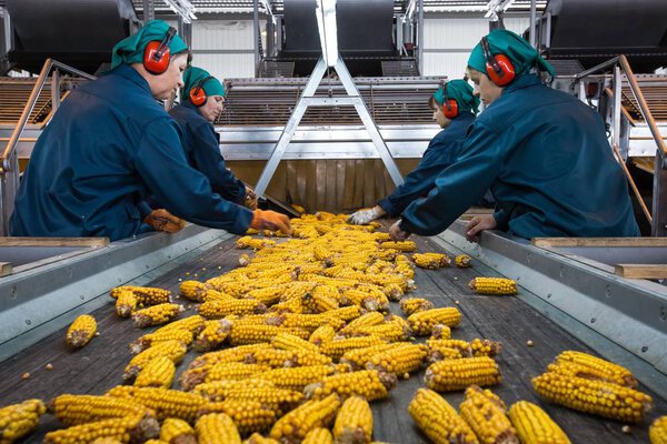 Workers of the processing factory sort out raw fresh corn on the production line conveyor