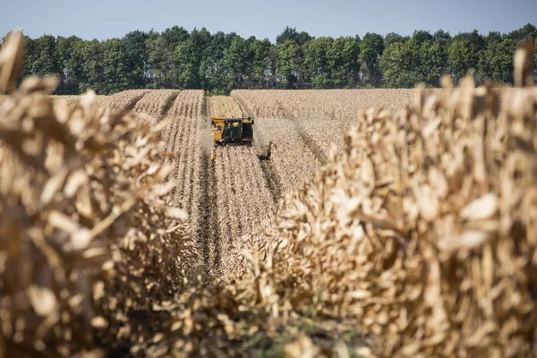 Ферма об'єднати врожаю кукурудзи в поле кукурудзи — стокове фото