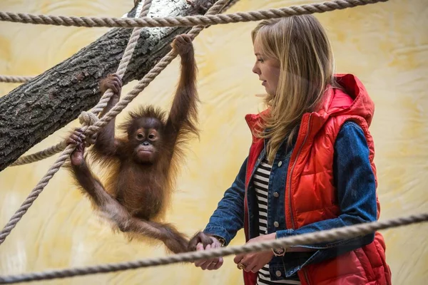 Treinador de animais e um macaco no zoológico "12 meses" na região de Kiev, Ucrânia — Fotografia de Stock