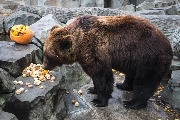 De beer eet groenten uit de gesneden pompoen — Stockfoto
